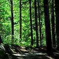 Forest Light - Gortin, Tyrone